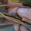 Adulto de T. sloanei