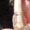 Larva de T. sloanei