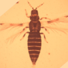 Caliothrips phaseoli