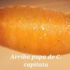 Ceratitis capitata pupa