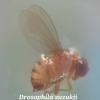Drosophila suzukii hembra