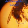 Drosophila suzukii hembra