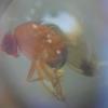 Drosophila suzukii macho