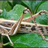 Schistocerca cancellata. Adulto solitario