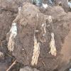 Schistocerca cancellata. Espiga de huevos (ooteca)