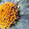 Tithonia tubaeformis