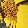 Tithonia tubaeformis