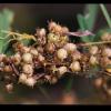 Cuscuta