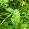 Erysiphe polygoni- Sítomas en hojas de tomate