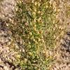 Rhaponticum