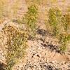 Rahponticum