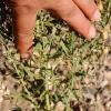 Raphorticum repens