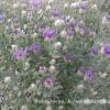 Rhaponticum