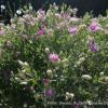 Rhaponticum