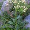 Senecio