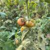 ToBRFV- Síntomas en fruto de tomate