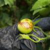 Tomato spotted wilt virus- Síntomas en fruto de tomate