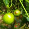 Tomato spotted wilt virus- Síntomas en fruto de tomate