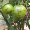 Tomato spotted wilt virus- Síntomas en fruto de tomate