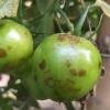 Tomato spotted wilt virus- Síntomas en fruto de tomate