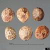 Cuscuta epithymum