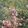 Cuscuta epithymum var. epithymum