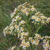 Senecio bonariensis