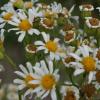 Senecio bonariensis