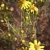 Senecio pampeanus