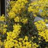Senecio pampeanus