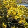 Senecio pampeanus