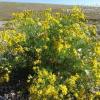 Senecio pampeanus