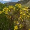 Senecio pampeanus