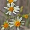 Senecio tweediei