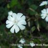 Silene pratensis