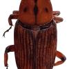 Rhynchophorus ferrugineus