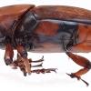 Rhynchophorus ferrugineus 2911 4