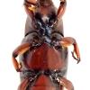 Rhynchophorus ferrugineus 2911 2
