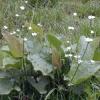 Echinodorus grandiflorus