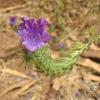 Echium plantagineum