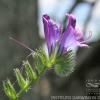 Echium plantagineum