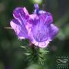 Echium plantagineum