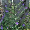 Echium plantagineum