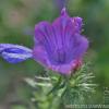 Echium plantagineum