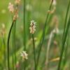 Eleocharis bonariensis