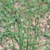 Juncus imbricatus