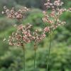 Juncus microcephalus