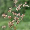 Juncus microcephalus