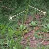 Nicotiana longiflora