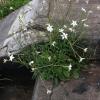 Nicotiana longiflora